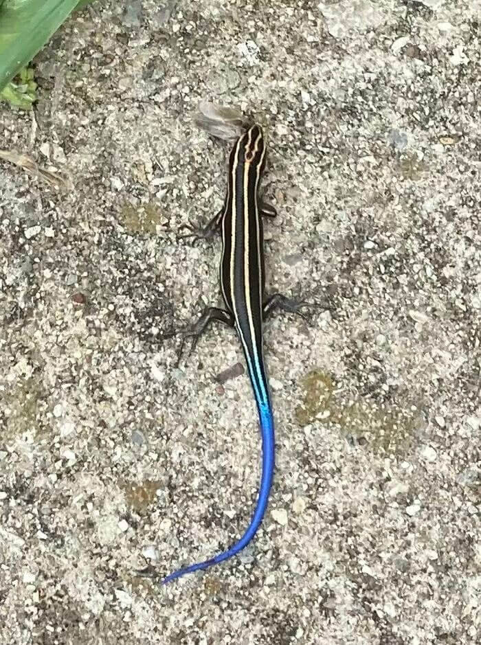 A Blue-Tailed Skink