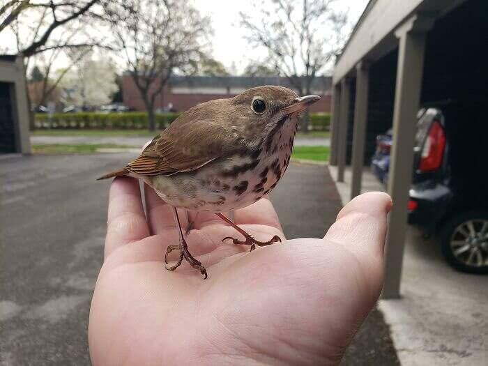 Adorable Little Birdy