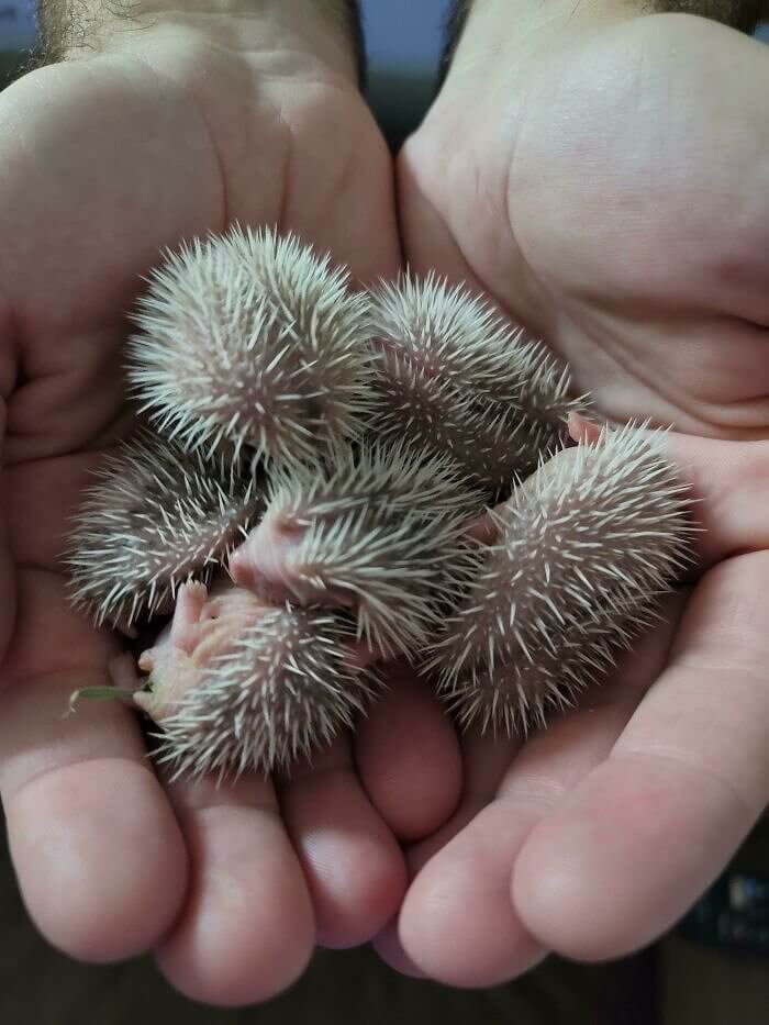5 Day Old Hedgehogs