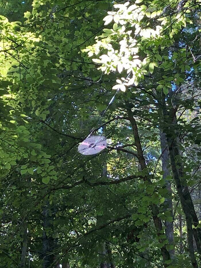 This Spider Web Looks Like A CD