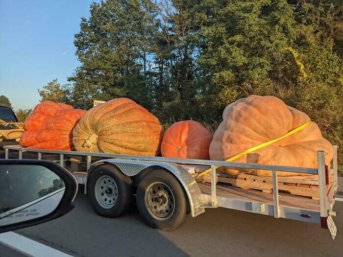 Large Pumpkins On The Freeway
