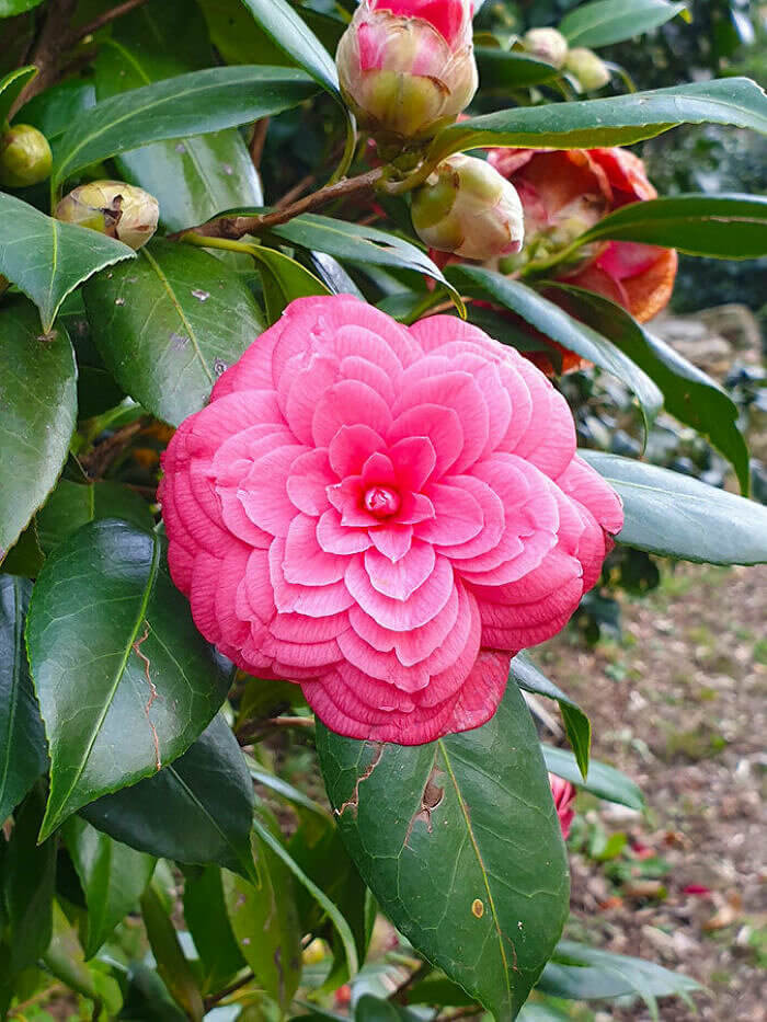 Nature's Perfection