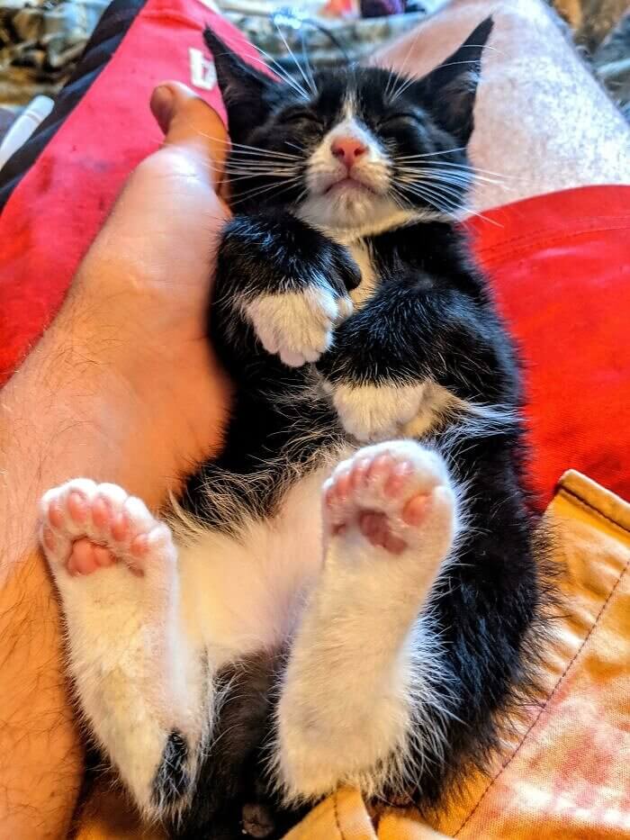 This Kitty Has Way Too Many Toes
