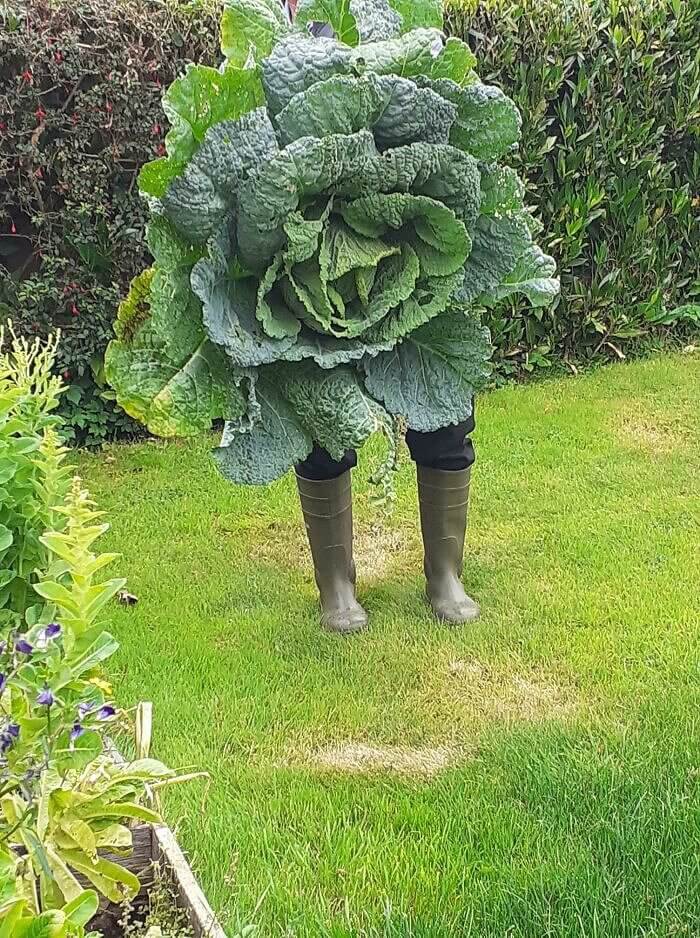 A Gigantic Homegrown Cabbage