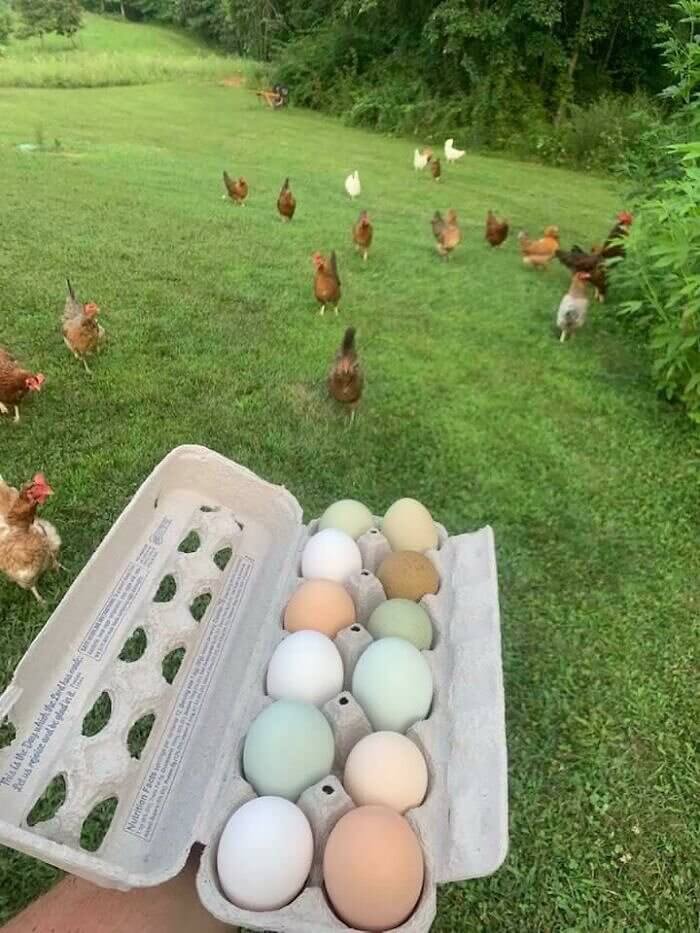 A Rainbow Made of Eggs