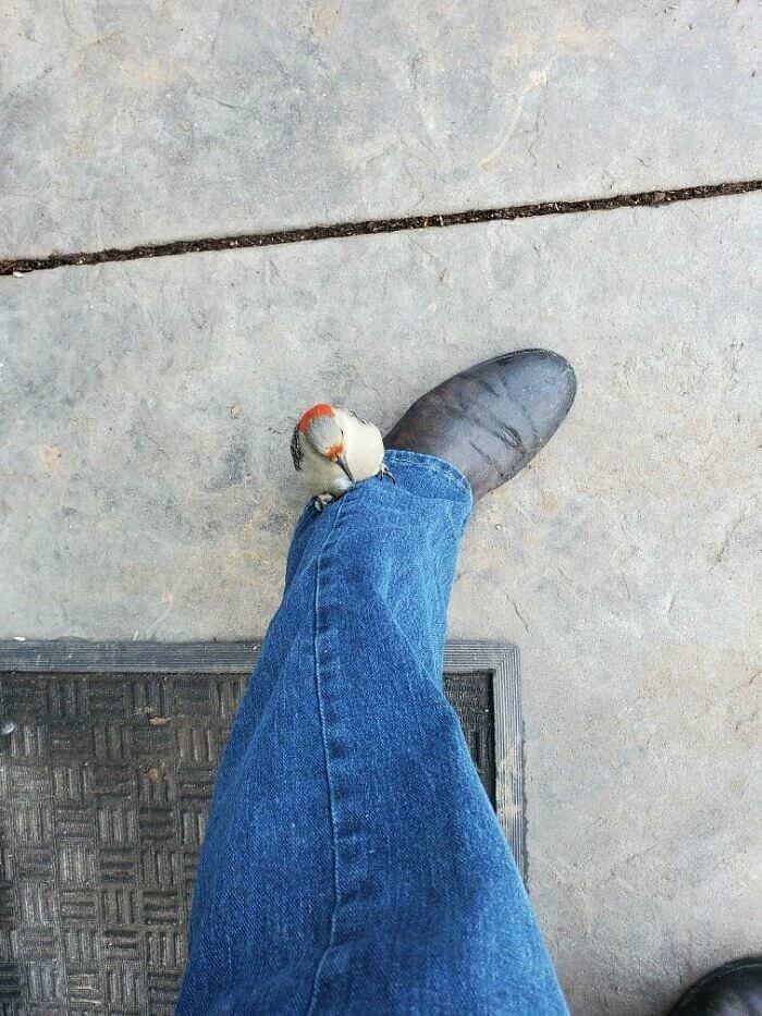 A Red-Bellied Woodpecker