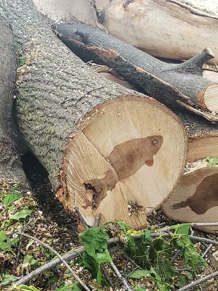 A Fish Inside A Tree Trunk