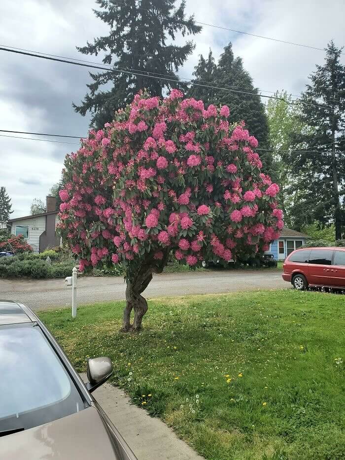 Is This Rhododendron Trying To Run Off?