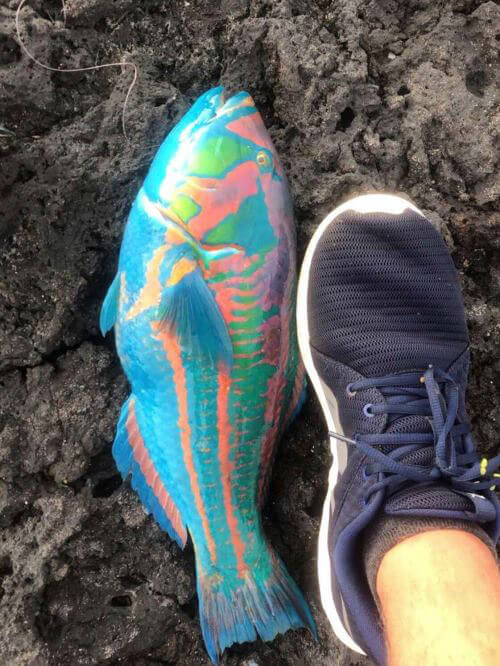 It's a Rainbow Fish, Not a Clown Fish
