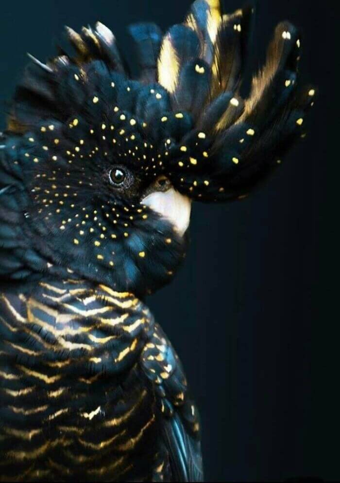Black And Gold Cockatoo