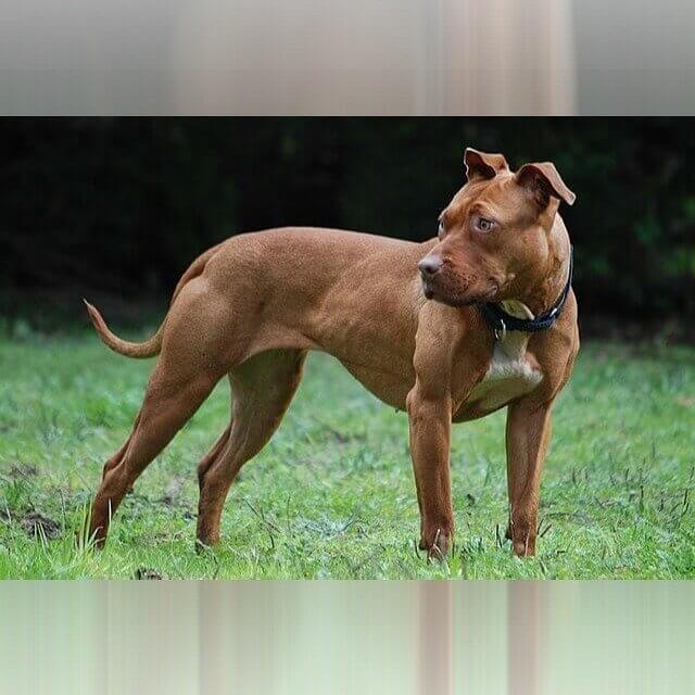 Virginia - Dogs