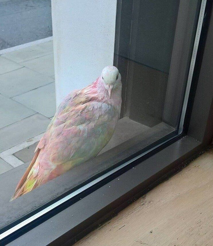 This Pigeon Tasted the Rainbow
