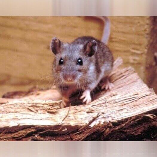 Nevada - Deer Mice