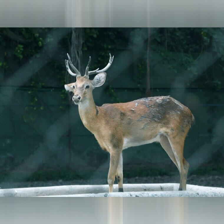 Utah - Deer