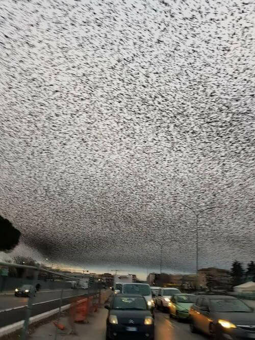 The Birds Are Coming