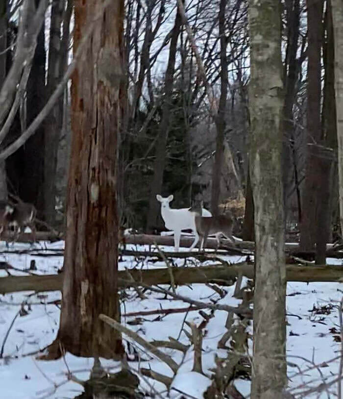 Spotted: The Rare Albino Deer Roaming With A Friend