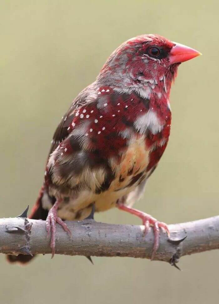 Spotted A Rare Strawberry Finch