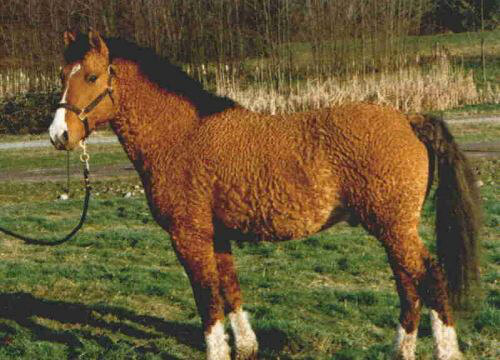 Curly The Horse