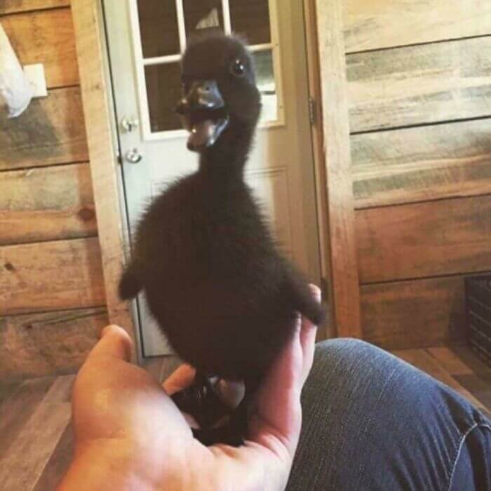 He Looks Like He Jumped In Ink