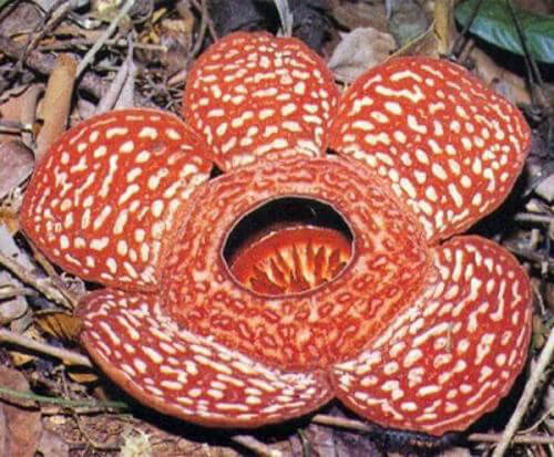 A Flower With No Stem, Roots, or Leaves