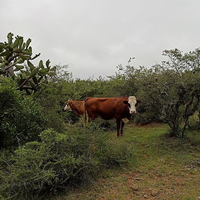 Iowa - Cows
