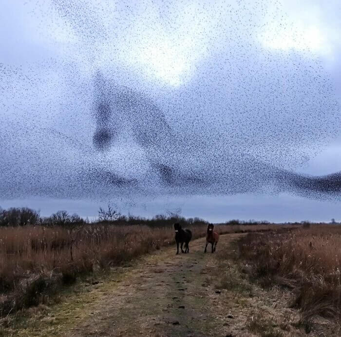A Flock Of Sparrows Can Create Little Masterpieces In The Sky