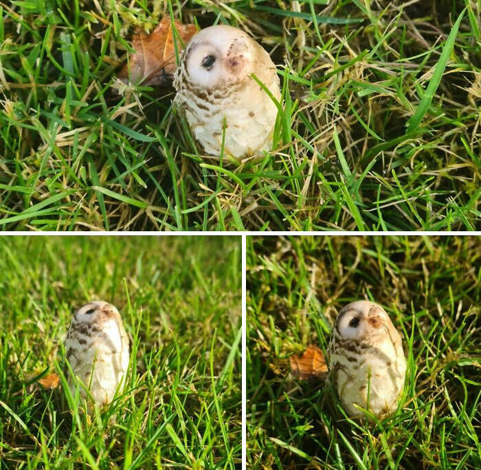 What Do You See? A Mushroom Or An Owl?