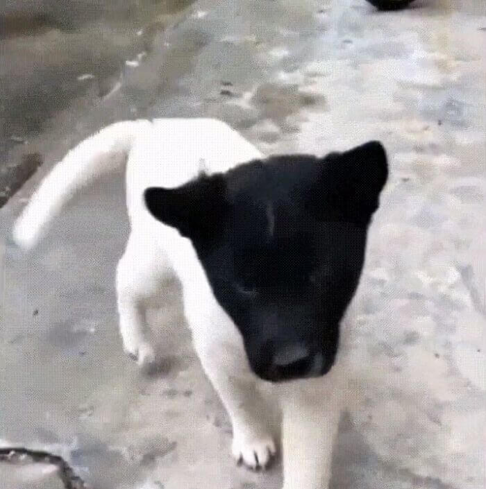 A White Dog With A Black Head