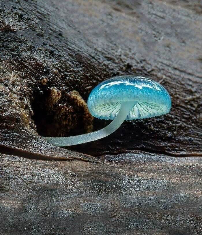 Mushrooms Are Not Always White And Red Sometimes They Are Blue