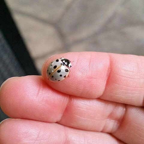 Yes, White Ladybugs Are a Thing