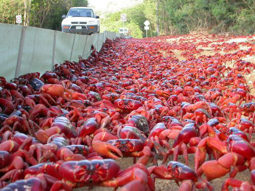 The Crabs Stop Traffic Once a Year