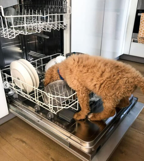 Manually Clean Your Dishwasher