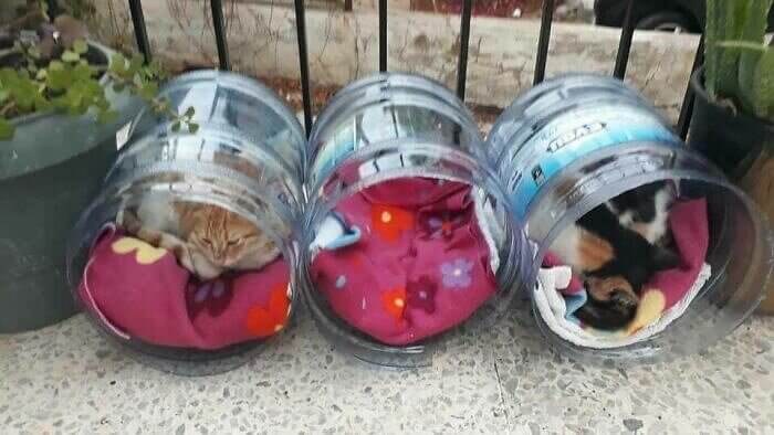 Shelter Stray Cats in Old Water Jugs