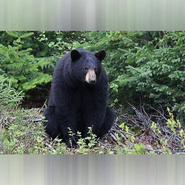 Idaho - Bears
