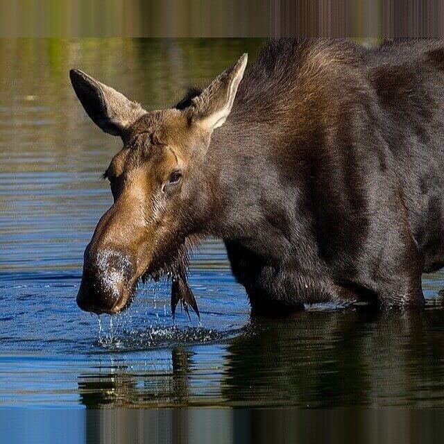 Alaska - Moose