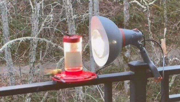 Hummingbirds Warm Up By A Heater In Freezing Temperatures