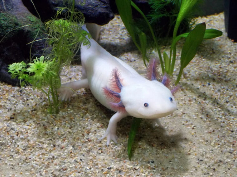 Dragons Do Exist