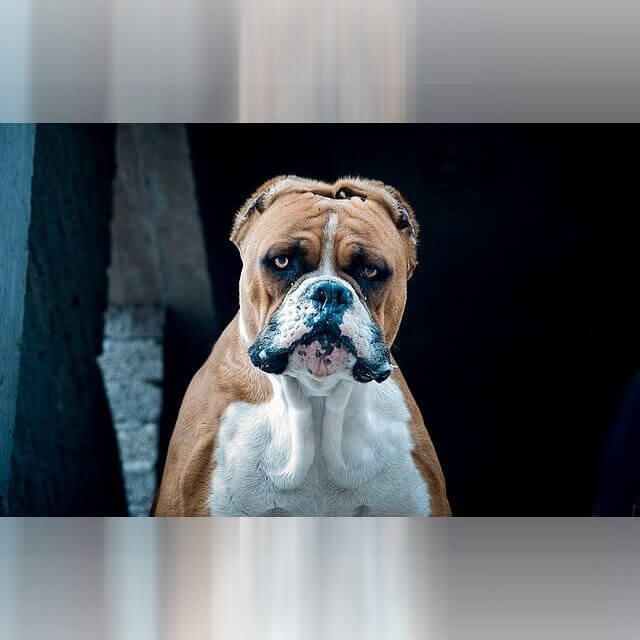 Alabama - Dogs