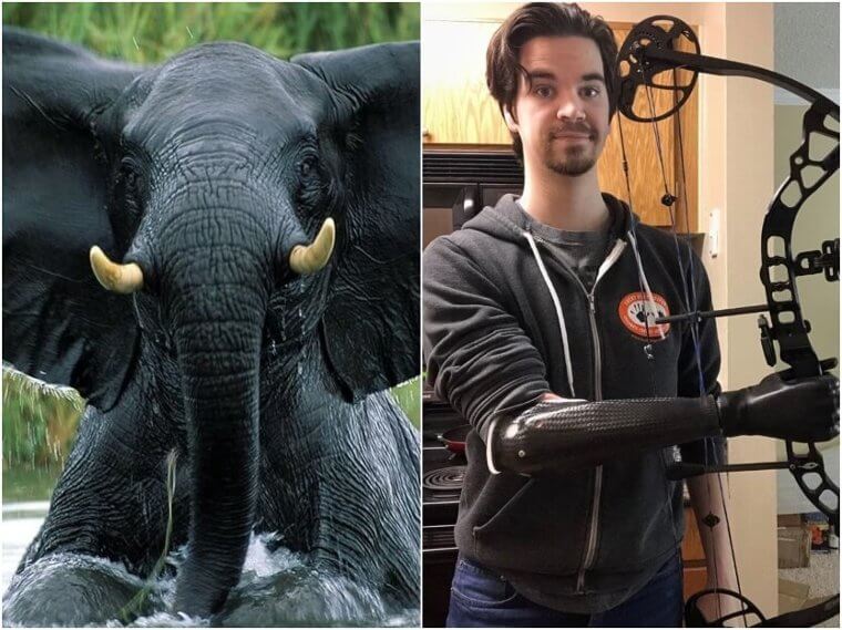 Elephants – Bionic Arms