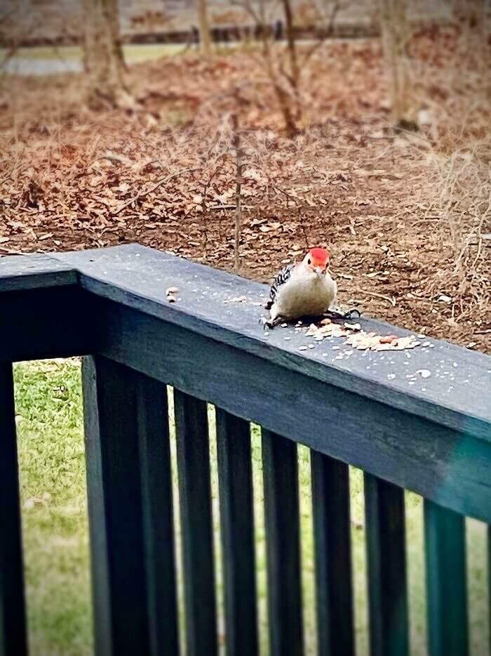 Woodpeckers Like To Get Down And Dirty With Bird Seed