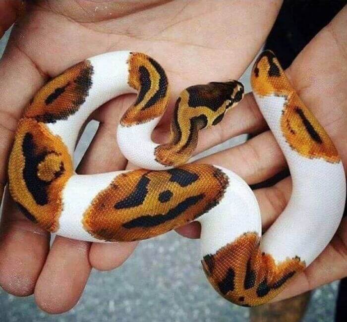 This Snake Has A Jack-O-Lantern On Its Back