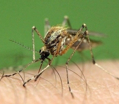Florida - Mosquitos
