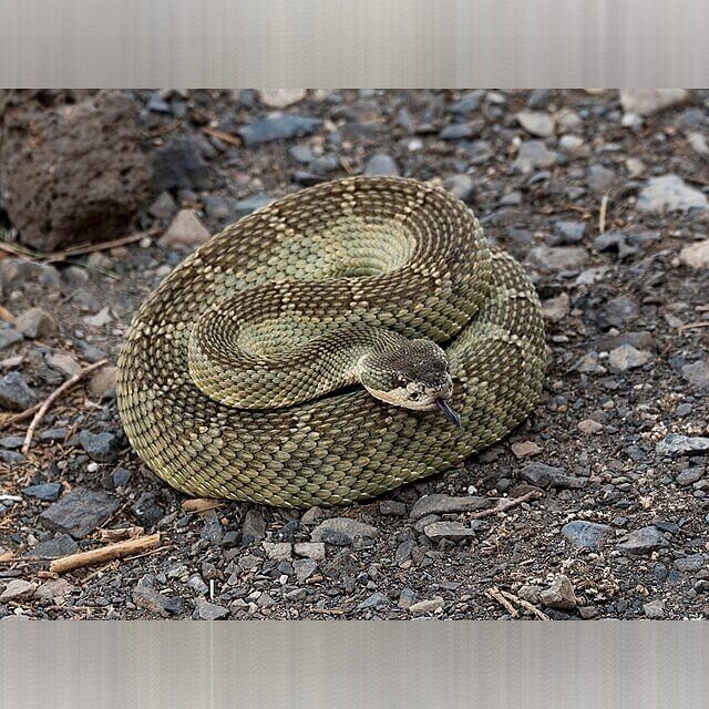 California - Rattlesnakes