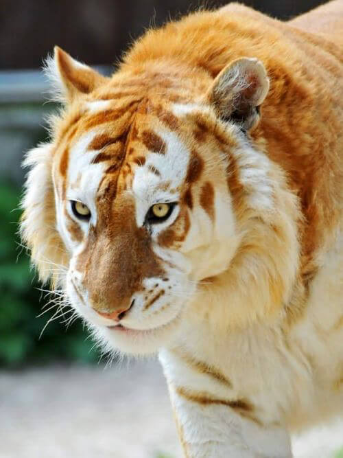 Rare Tabby Tiger
