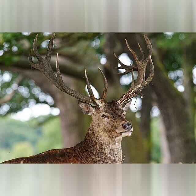 New Mexico - Deer