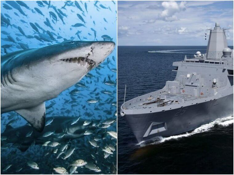 Sharks – U.S. Navy Ships
