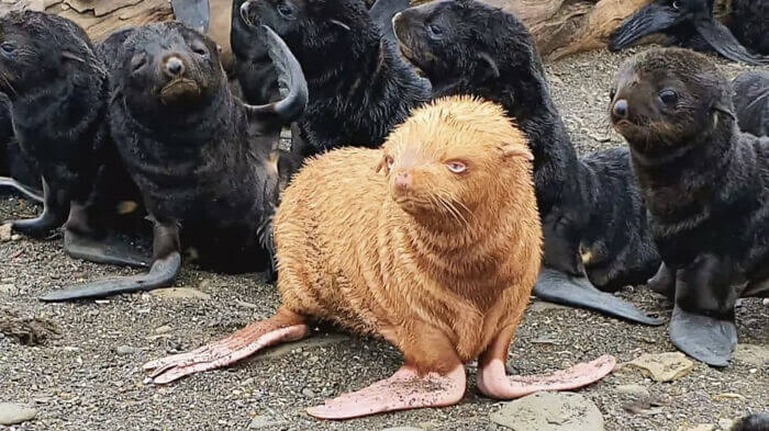 Ginger Seal Pup In Russia