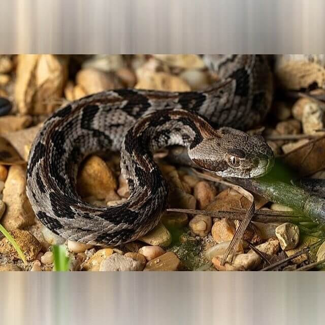 Georgia - Snakes