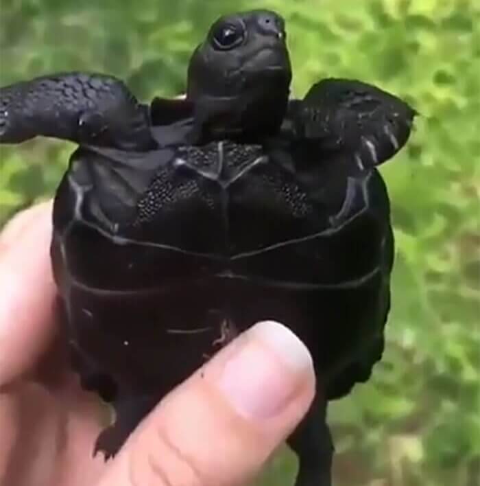 Ninja Turtle