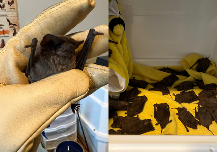 138 Freezing Bats Rescued